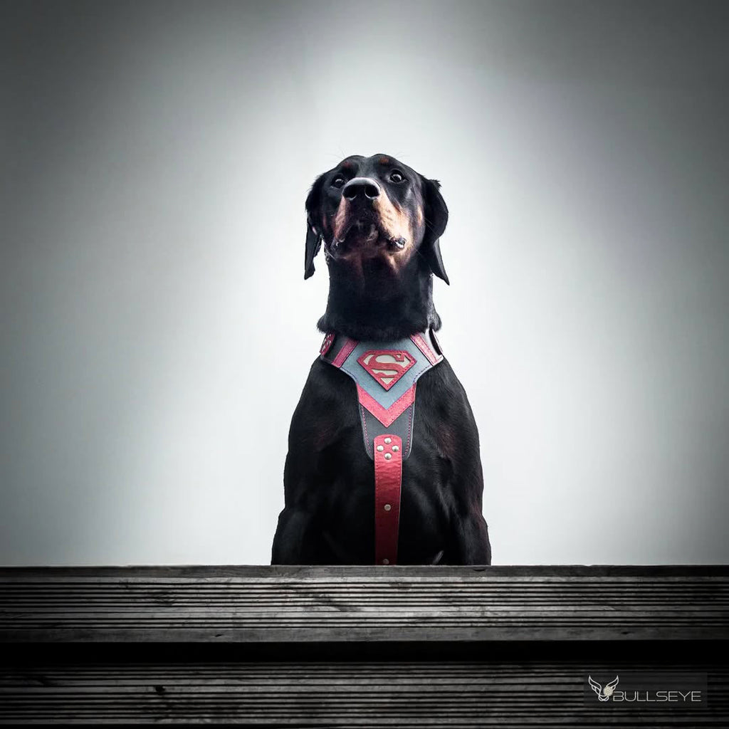 Superdog Harness-3