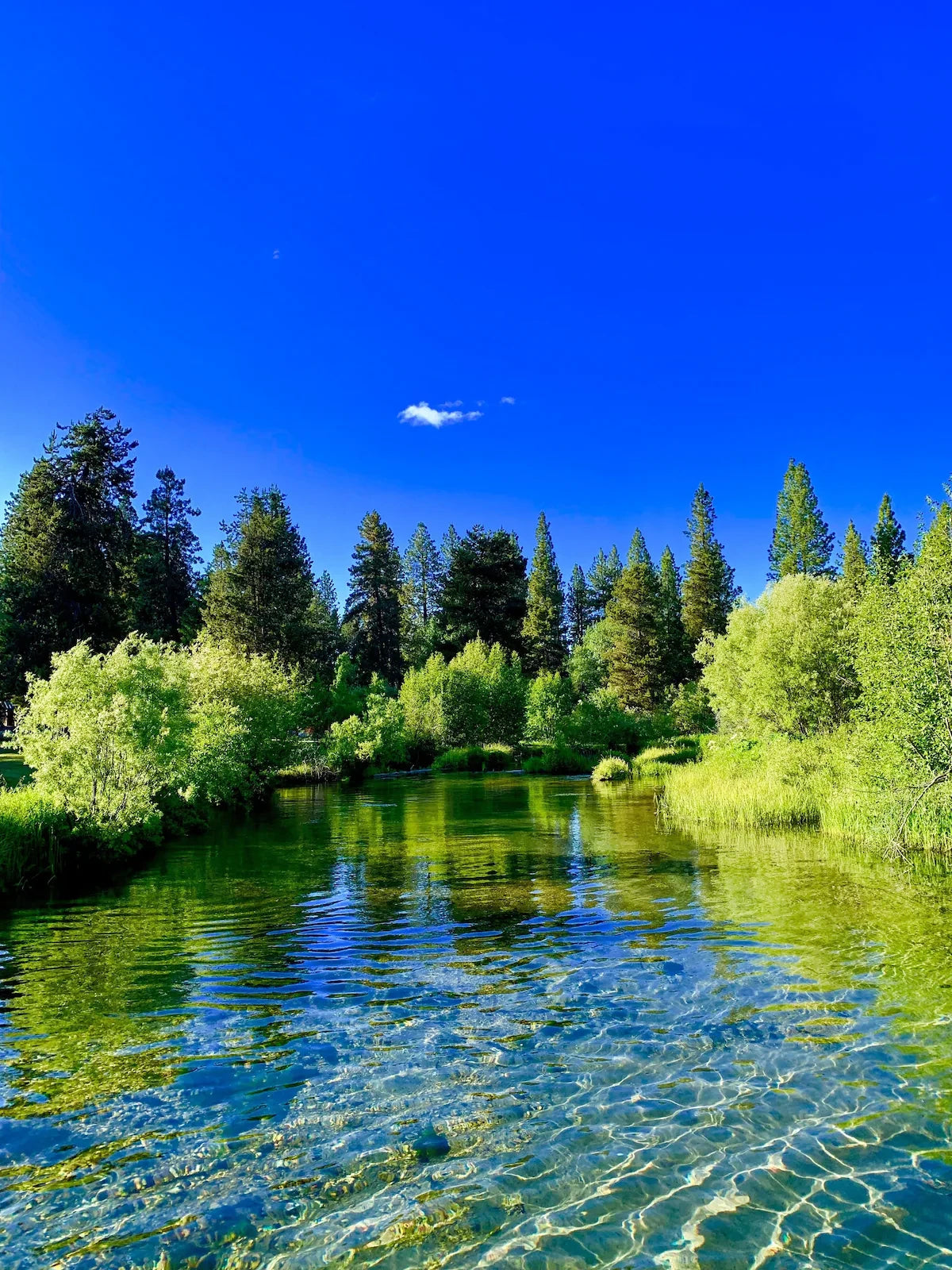 PRECIOUS KLAMATH ORGANIC 2000mg - High Nutrition Food Supplement-6